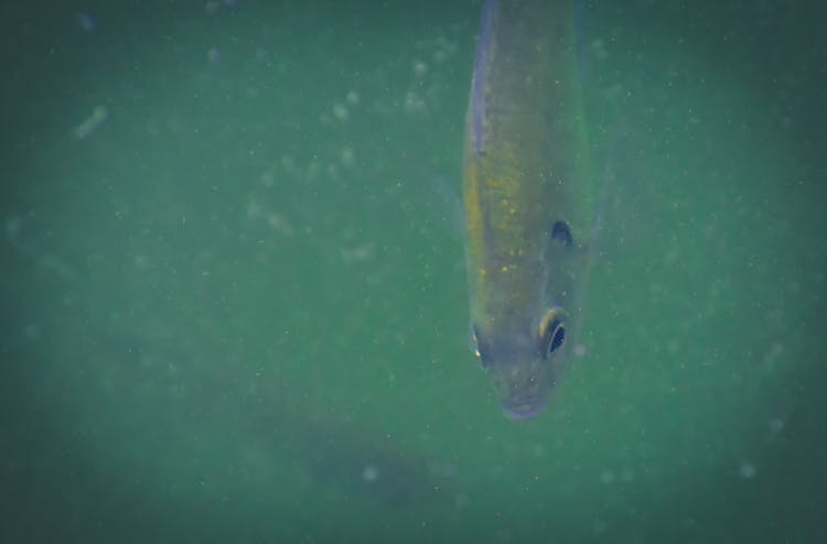 Shiny Fish Swimming In Muddy Water