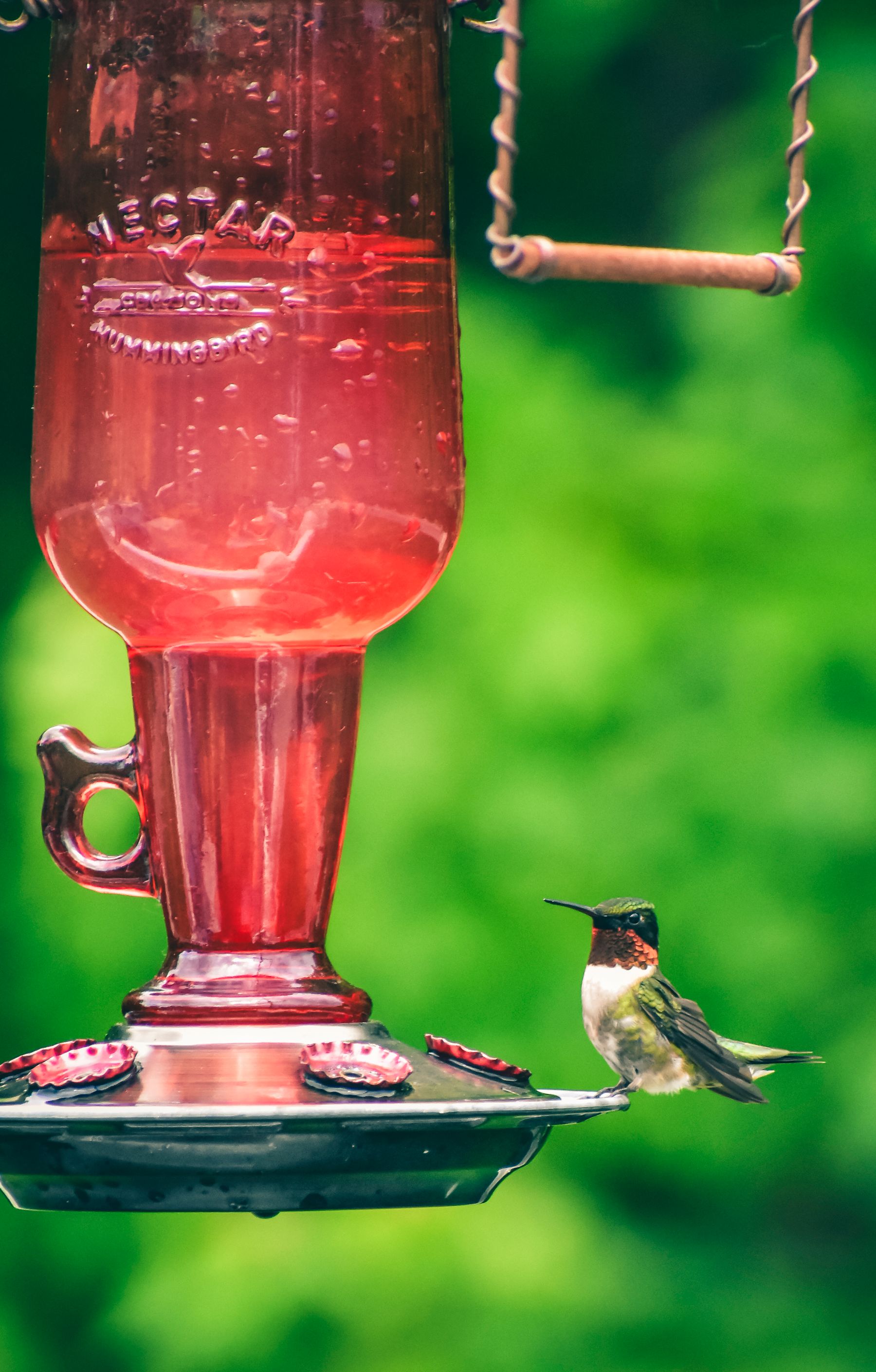 Small hummingbird resting at a red nectar feeder