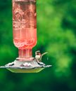 Tiny cute hummingbird flying near drinker with water on blurred background of bright green garden
