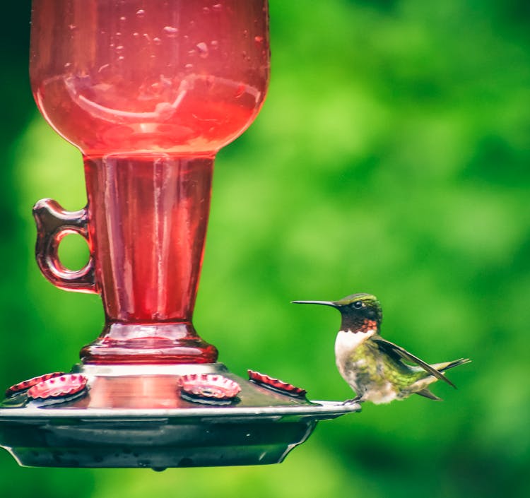 Adorable Hummingbird With Thin Beak On Feeder