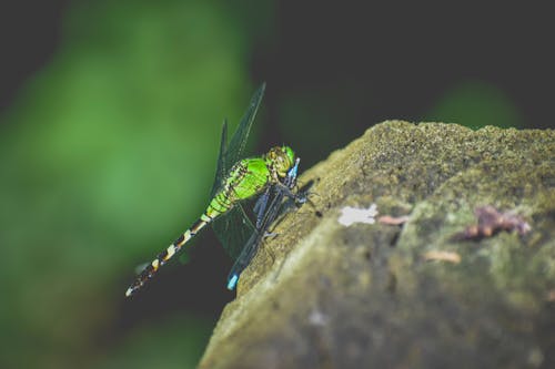 Small dragonfly with transparent wings sitting on rough stone on blurred background of nature