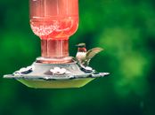 Tiny hummingbird with bright plumage sitting on drinker