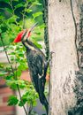 Woodpecker with sharp claws sitting on bark of tree