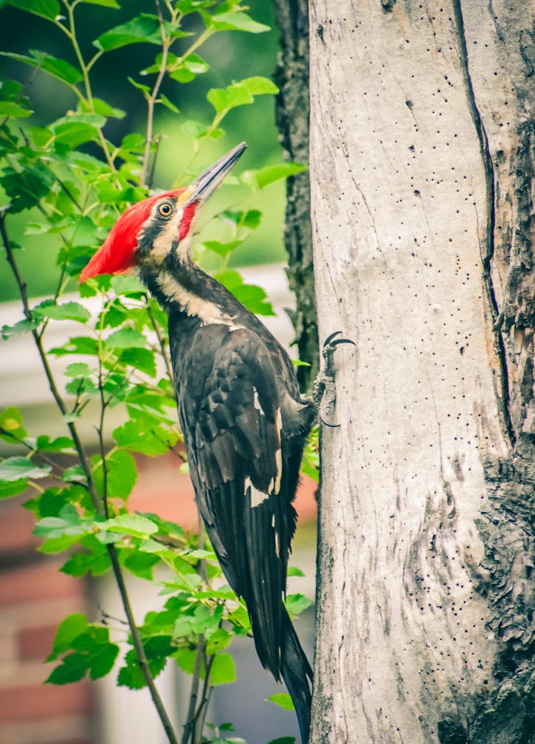 Woodpecker With Sharp Claws Sitting On Bark Of Tree