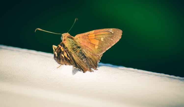 Small Spotted Butterfly On White Surface