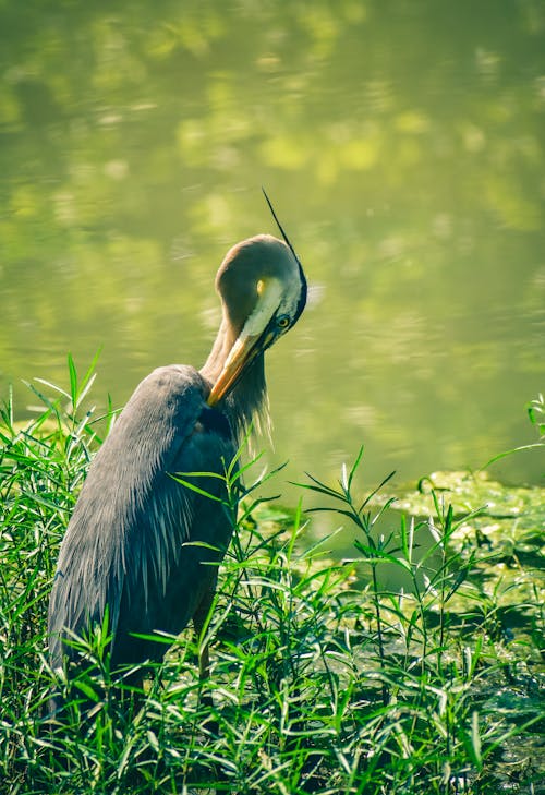 Free Gray heron cleaning plumage in green grass on blurred background of peaceful lake Stock Photo
