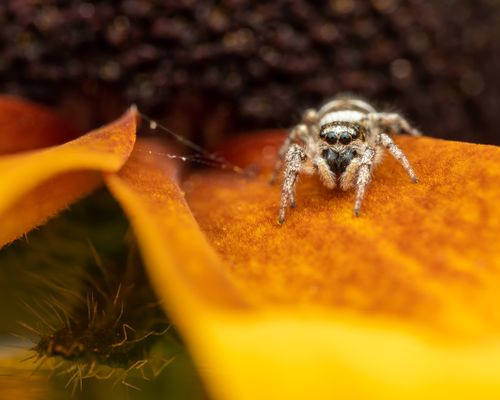 Free Small hairy jumping spider on yellow petal of flower near web in daylight Stock Photo
