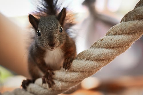 Free Close-Up Photo of a Brown Squirrel on a White Rope Stock Photo