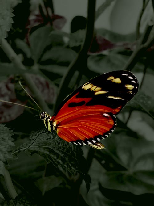 Free Close-Up Shot of a Butterfly on Green Leaf Stock Photo