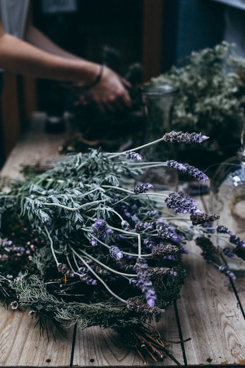 Crop unrecognizable person arranging dried lavender flowers in bunches while standing at wooden table