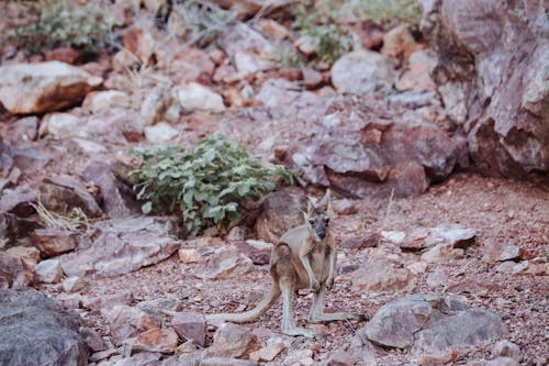 Full length cute young kangaroo standing on vast stony ground in natural habitat