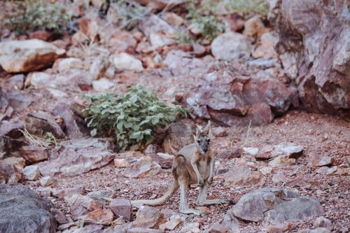 Free Full length cute young kangaroo standing on vast stony ground in natural habitat Stock Photo