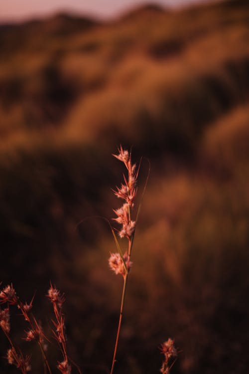 Free Dry plant growing in field Stock Photo