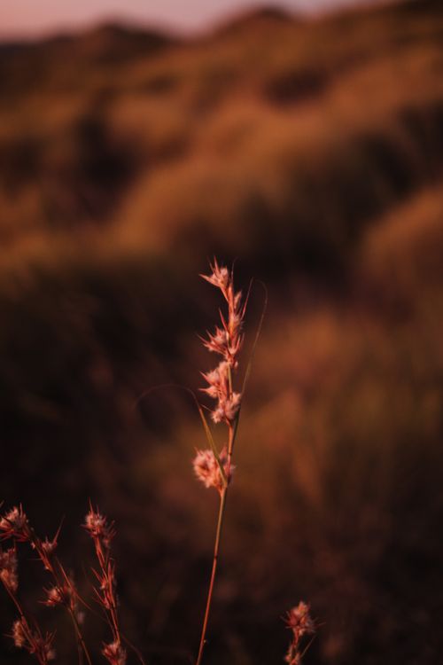 Free Thin stem of dry plant growing on grassy hill with lush bushes against blurred background in evening time in nature Stock Photo