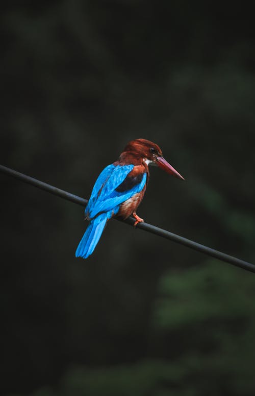 Halcyon with bright blue tail and pointed long beak sitting on wire on blurred background