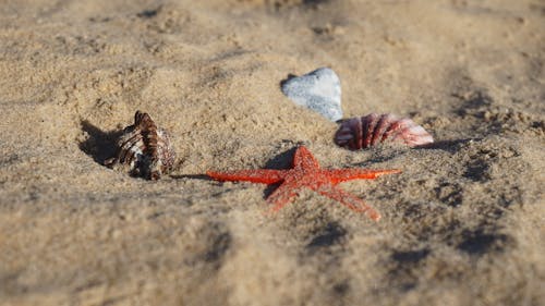 Red Starfish and Seashells on Gray Sand
