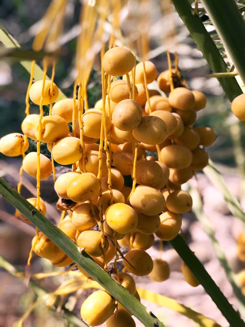 Date Palm on a Tree