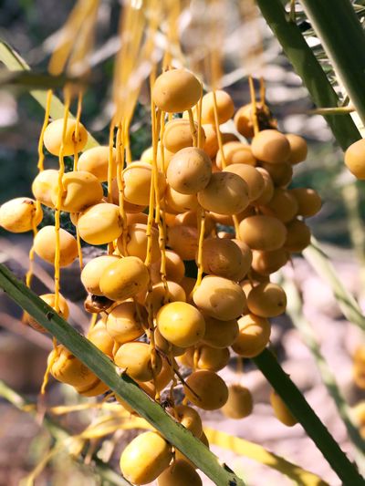 Dates & date sweets