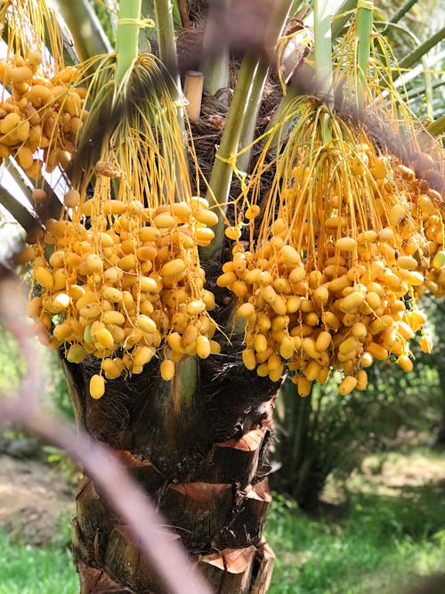 Foto stok gratis berkencan, dubai, eid