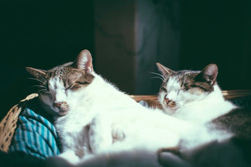 Free Adorable fluffy cast lying and sleeping in comfortable basket in sunlight at home Stock Photo