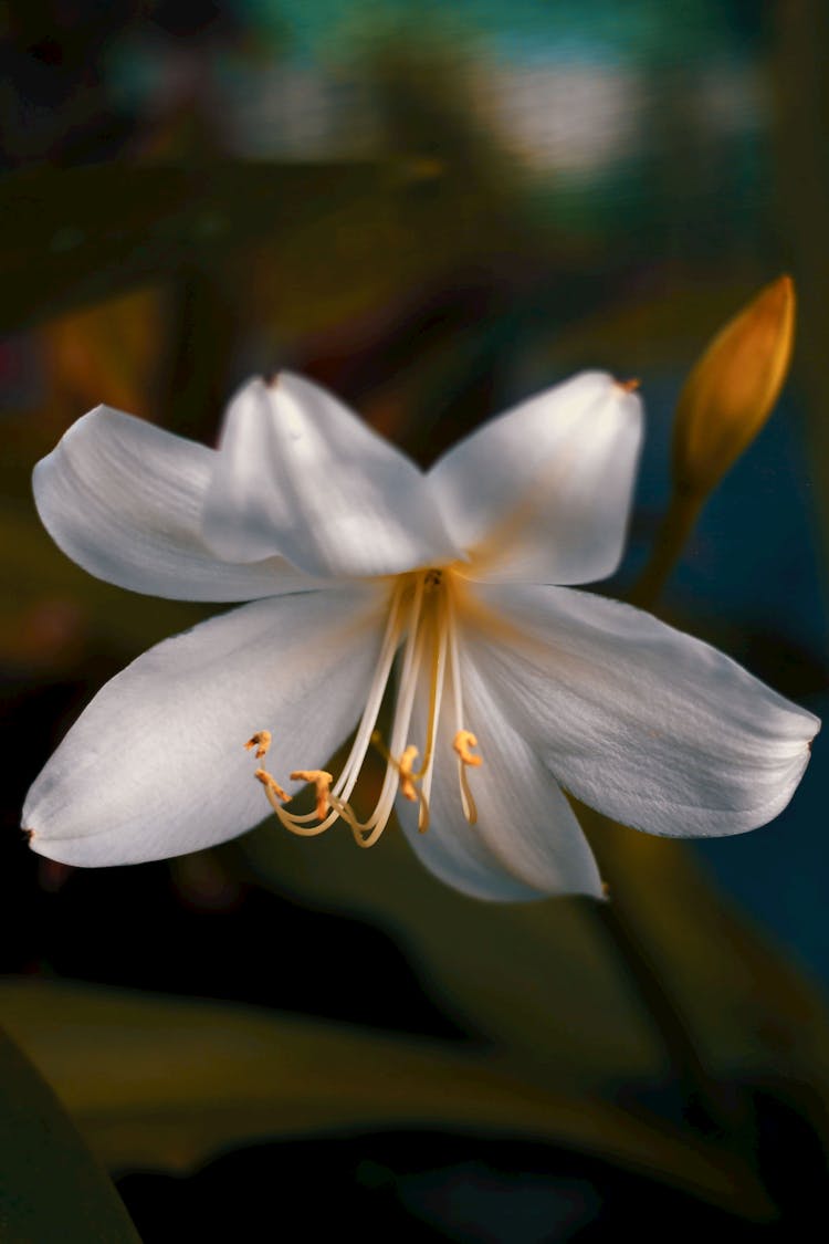 Beautiful Madonna Lily Flower