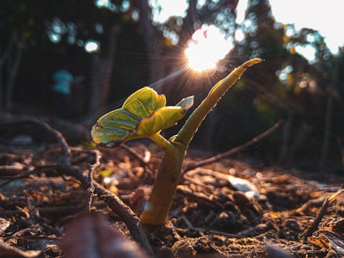 日の出, 森林, 緑色の葉の無料の写真素材