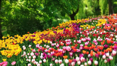 Foto stok gratis alam, bidang, bunga-bunga