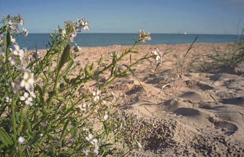 Kostnadsfri bild av anläggning, hav, sand