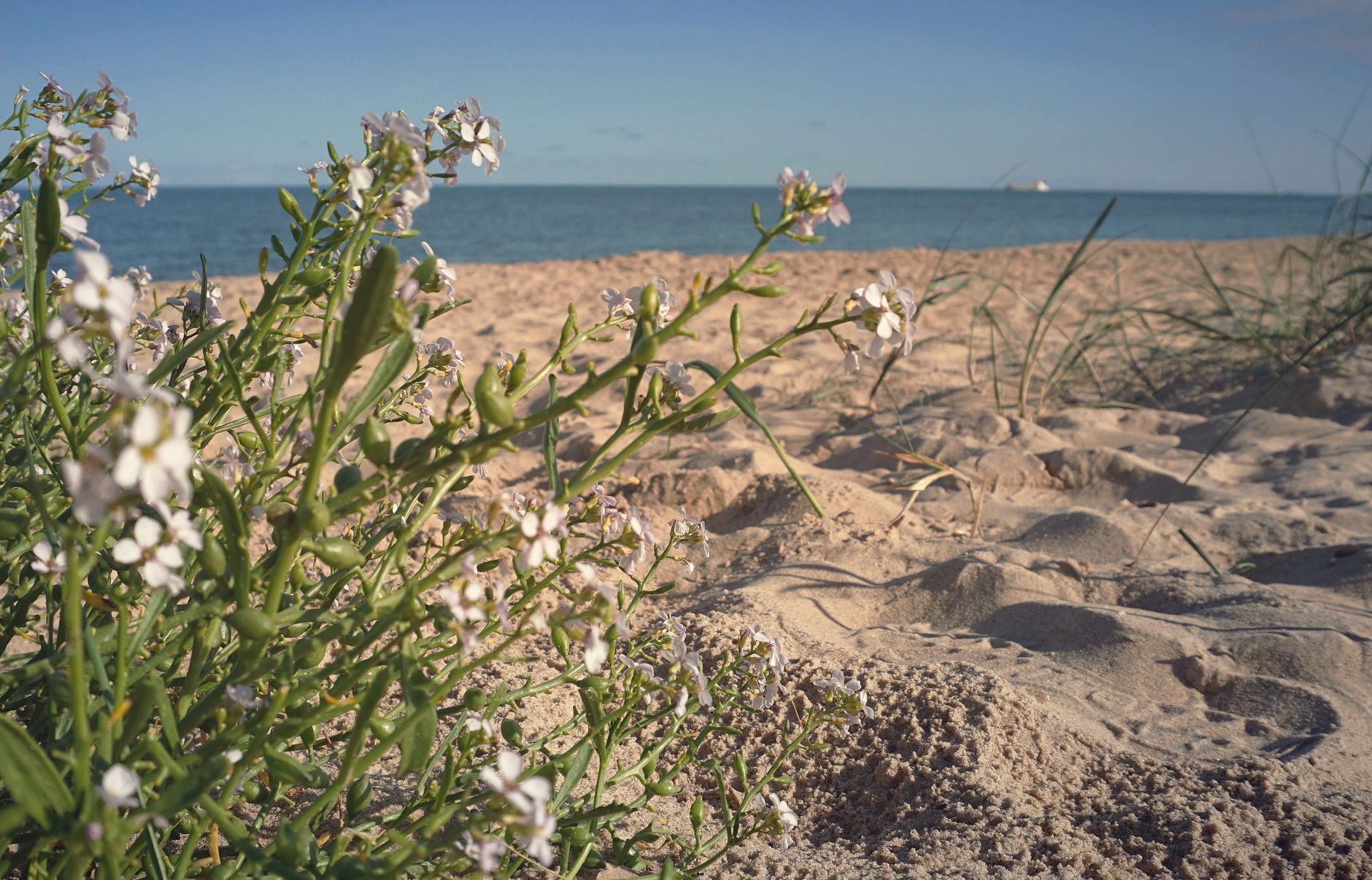 Beautiful wildflowers in bloom on Norfolk beach against the serene sea backdrop.