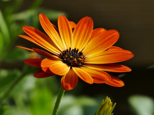 Close Up Photo of an Orange Flower