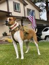 Brown and White Short Coated Military Dog on Green Grass
