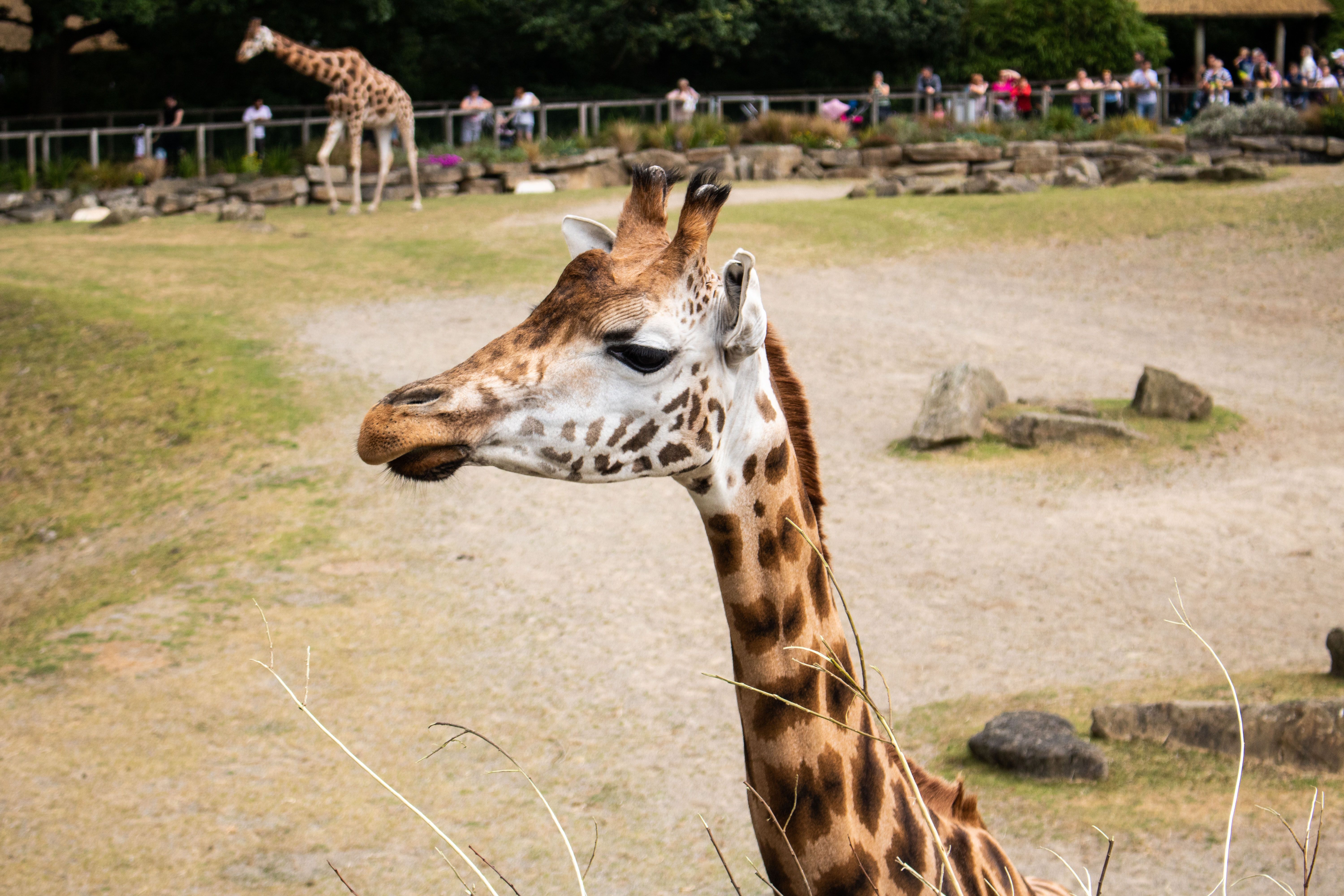 Close-up of a giraffe in a zoo with people observing in the background on a sunny day.
