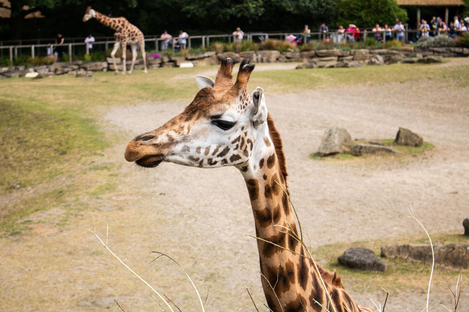 Safari-style parks like the Safari Park give animals real room to roam instead of pens.