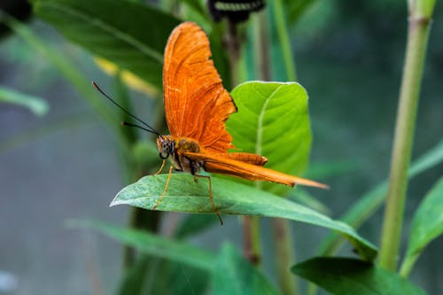 Free Orange Butterfly Perched on Green Leaf Stock Photo