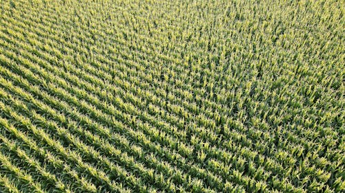 Aerial Photo of a Corn Plantation  
