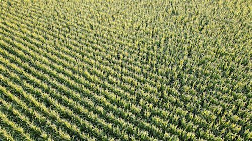 açık hava, bitkiler, drone bakışı içeren Ücretsiz stok fotoğraf