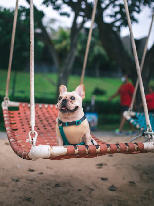 Free Shallow Focus Photo of a Cute Pug on a Hammock Stock Photo