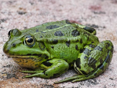 Free Macro Photography of a Green Frog Stock Photo