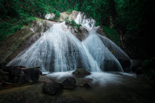 Free stock photo of air, alam, hutan