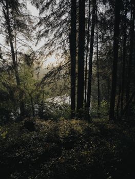 Peaceful forest scene at sunrise with tall trees silhouetted against soft light.