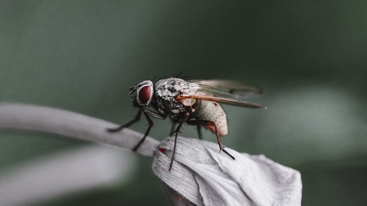 Housefly On Closed Flower Bud