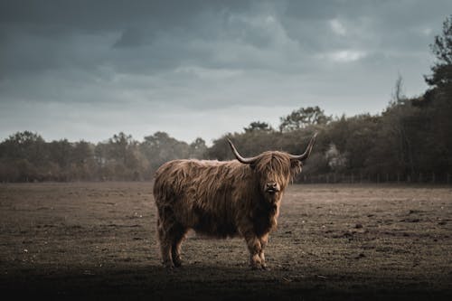Highland Cattle Standing on Grassland