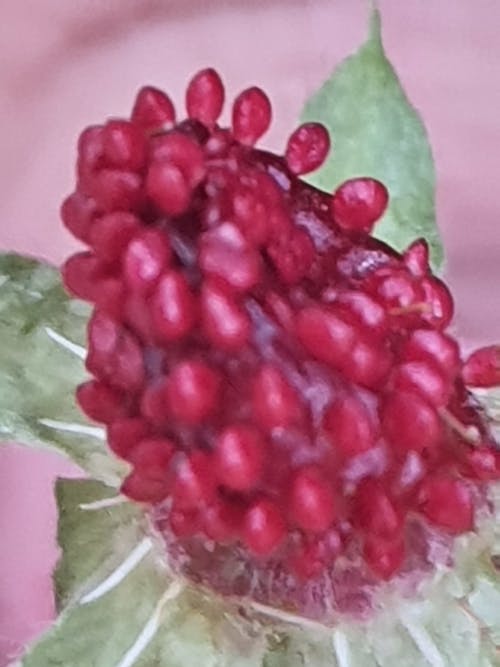 Бесплатное стоковое фото с красное растение