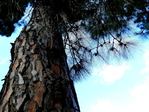 Бесплатное стоковое фото с дерево с голубым небом