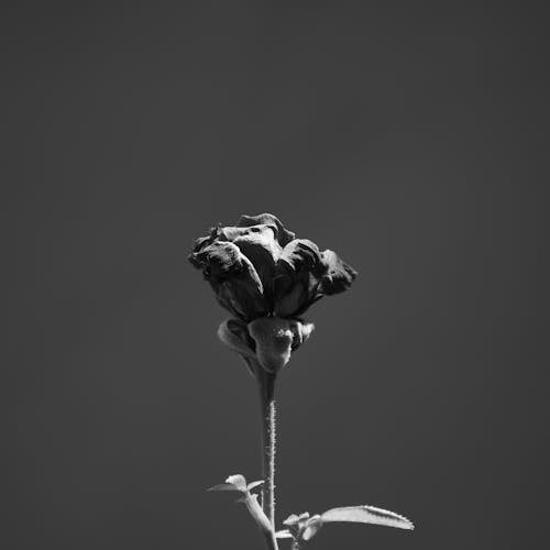 Grayscale Photo of a Flower  