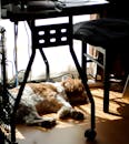 White and Brown Dog Lying Under a Table