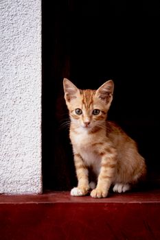 一只可爱的姜黄色小猫坐在屋里，睁着大眼睛盯着