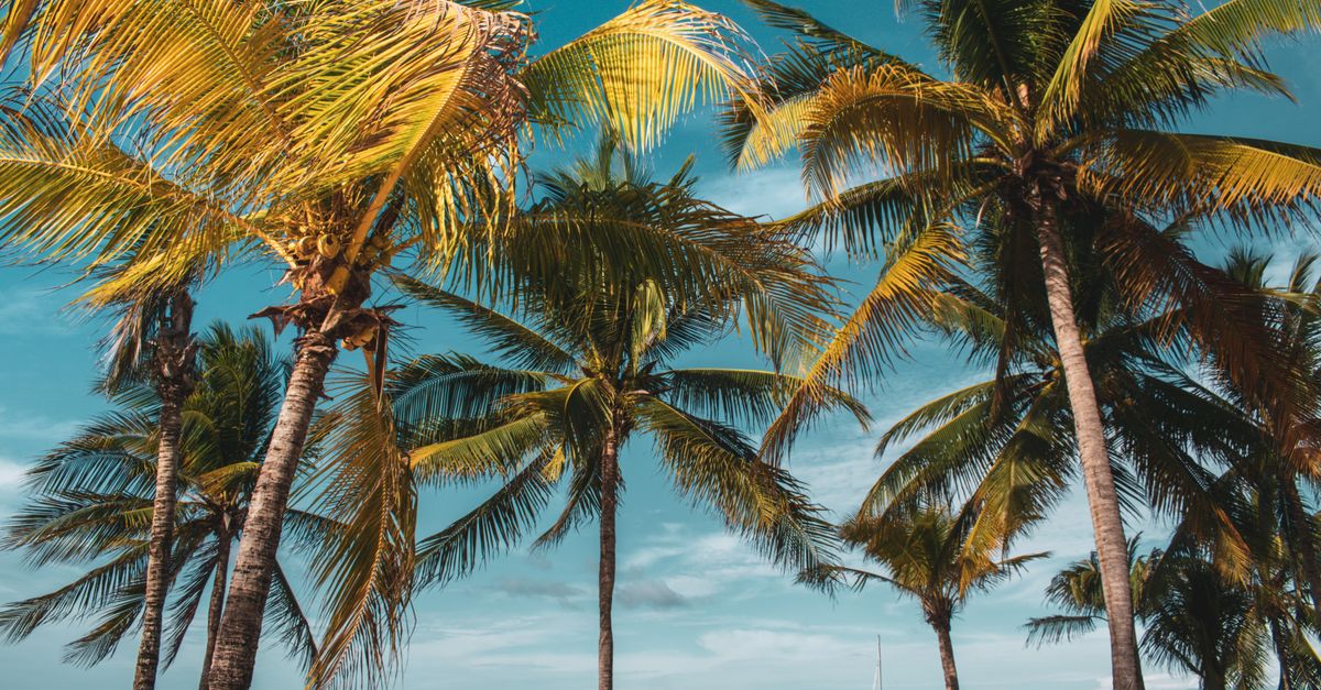Kingston, in Jamaica: How entrepreneurs build credit history when collateral is limited Kingston, in Jamaica: How entrepreneurs build credit history when collateral is limited