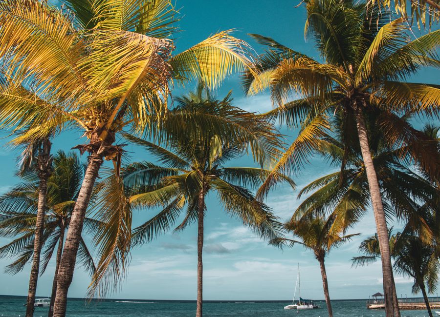 Idyllic tropical beach with palm trees and sailboats on a sunny day.