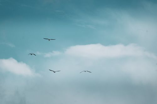 Free A tranquil sky with birds soaring gracefully, showcasing peaceful and natural beauty. Stock Photo